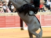 cordoba11_1