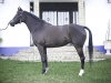 caballo1