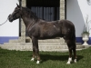 caballo3