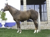 caballo5
