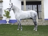 caballo6