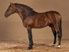 califa13_0