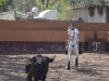 concentrado_1