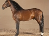 NAZARI
