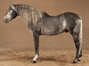 PEGASO