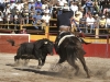 salva11_1