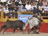 salva11_5