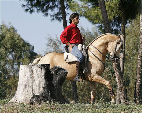 PINOS Y MARISMA. Sus caballos entre los pinos