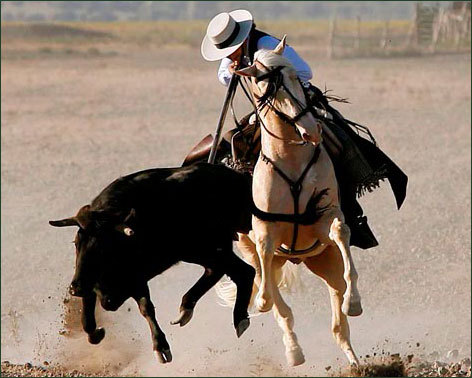 TOREO A CAMPO ABIERTO. Cómo se entrena el maestro