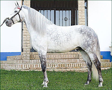 Muere el caballo ‘Revuelo’ de Diego Ventura