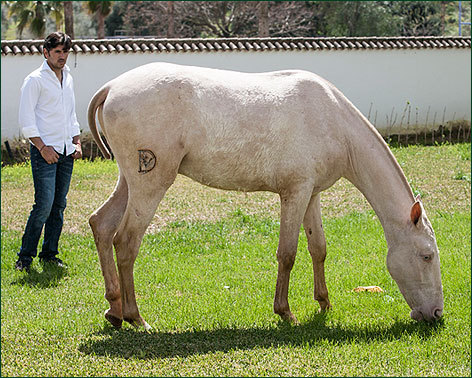 Sorteo de un potro entre los asistentes a su corrida en solitario en Sevilla