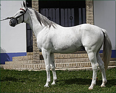 ‘Distinto’, caballo estrella de Ventura, operado a vida o muerte en Barcelona