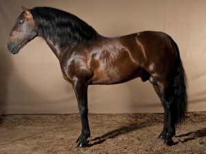 Maletilla