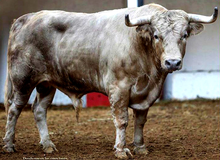 Los toros de hoy, de Enrique Fraga