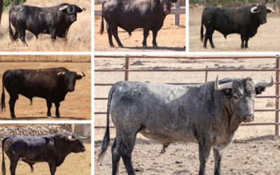 Los toros de Mérida