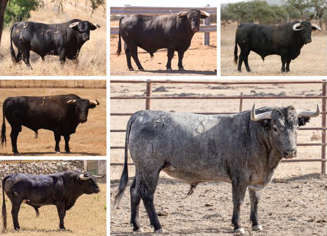 Los toros de Mérida